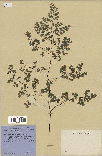 spécimen de Adiantum poiretii