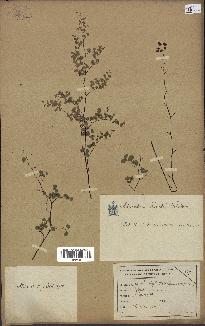 spécimen de Adiantum poiretii