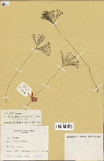 spécimen de Schizaea dichotoma