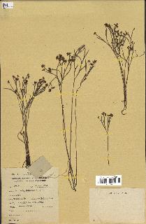 spécimen de Schizaea dichotoma