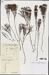 spécimen de Schizaea dichotoma