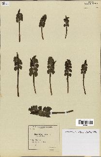 spécimen de Botrychium lunaria