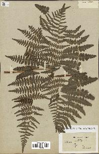 spécimen de Histiopteris incisa
