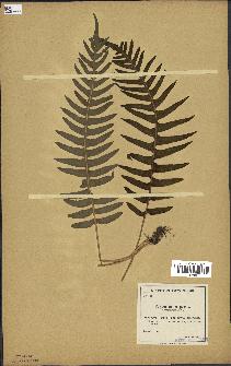 spécimen de Polypodium vulgare