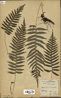 spécimen de Polypodium vulgare