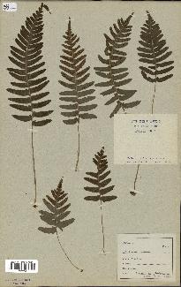 spécimen de Polypodium vulgare