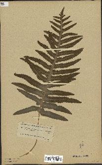 spécimen de Polypodium vulgare