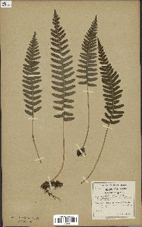 spécimen de Polypodium porosa