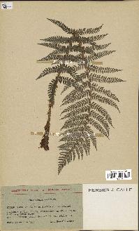 spécimen de Lindsaea ensifolia