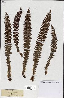 spécimen de Lindsaea ensifolia