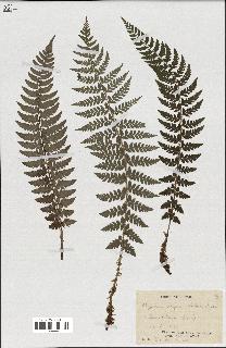 spécimen de Lindsaea ensifolia