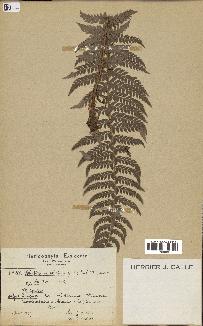 spécimen de Lindsaea ensifolia