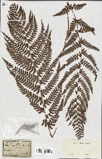 spécimen de Lindsaea ensifolia