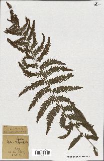 spécimen de Lindsaea ensifolia