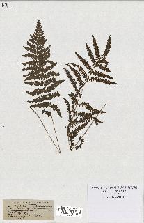 spécimen de Lindsaea ensifolia