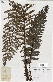 spécimen de Lindsaea ensifolia