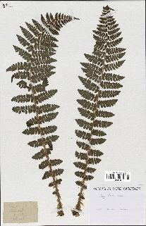 spécimen de Lindsaea ensifolia