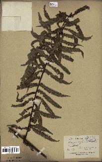 spécimen de Cyathea glabra