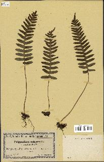 spécimen de Polypodium vulgare