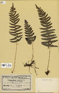 spécimen de Polypodium vulgare