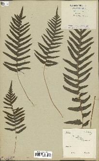 spécimen de Polypodium vulgare