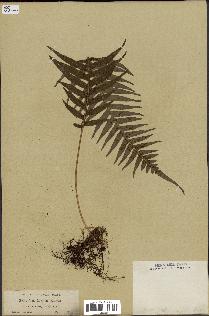 spécimen de Polypodium vulgare