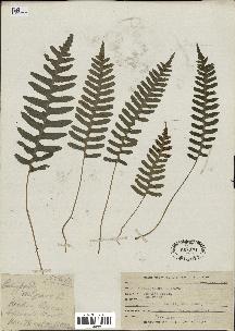 spécimen de Polypodium vulgare