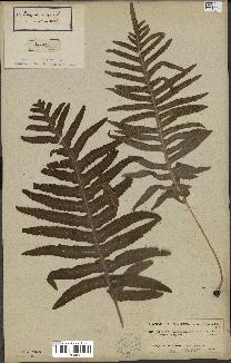 spécimen de Polypodium vulgare