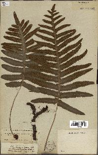 spécimen de Polypodium vulgare