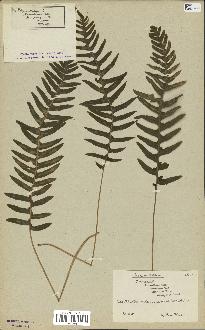 spécimen de Polypodium vulgare