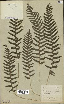 spécimen de Polypodium vulgare