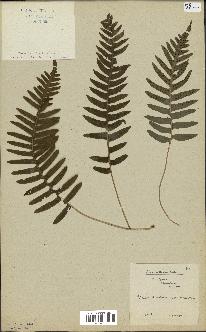 spécimen de Polypodium vulgare