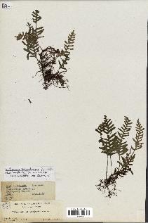 spécimen de Polypodium polypodioides