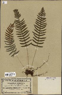 spécimen de Polypodium vulgare