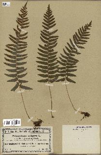 spécimen de Polypodium vulgare