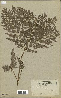 spécimen de Pteridium aquilinum