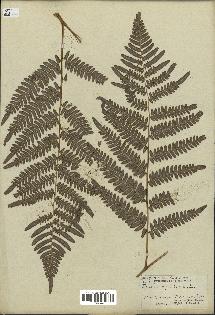 spécimen de Pteridium aquilinum