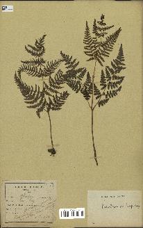 spécimen de Pteridium aquilinum