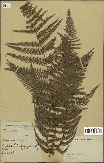 spécimen de Pteridium aquilinum