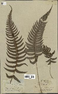 spécimen de Blechnum occidentale