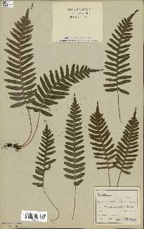 spécimen de Polypodium vulgare