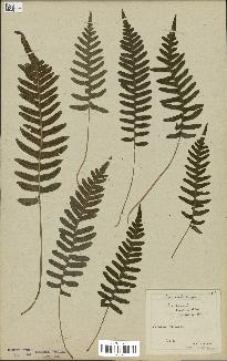 spécimen de Polypodium vulgare