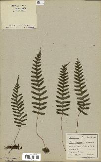 spécimen de Polypodium vulgare