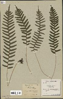 spécimen de Polypodium vulgare