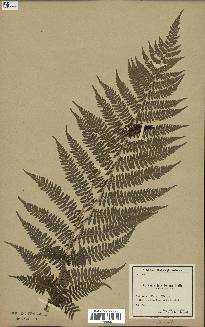 spécimen de Athyrium filix-femina