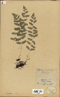 spécimen de Histiopteris incisa