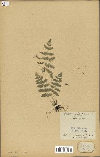 spécimen de Histiopteris incisa