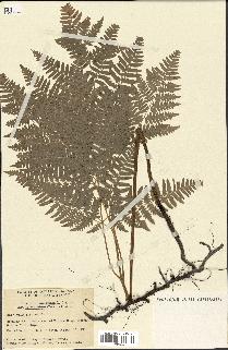 spécimen de Pteridium aquilinum