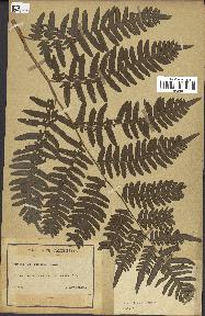 spécimen de Pteridium aquilinum