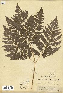 spécimen de Pteridium aquilinum